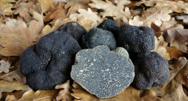 Vačkovité houby: jak je pěstovat sami